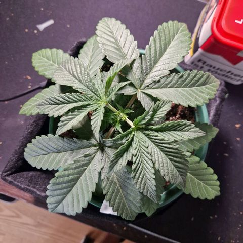 Fat Banana growlog timeline photo