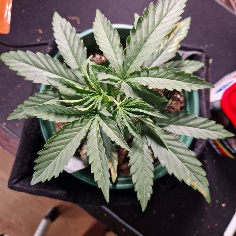 Special Queen #1 growlog timeline photo