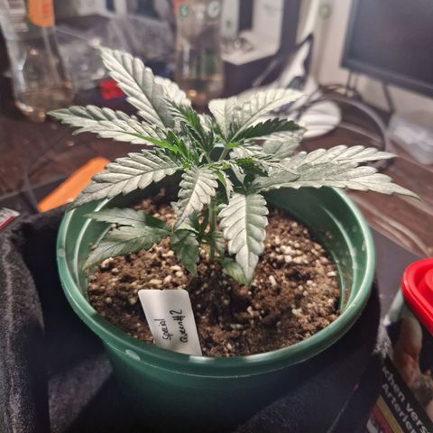 Special Queen #1 growlog timeline photo
