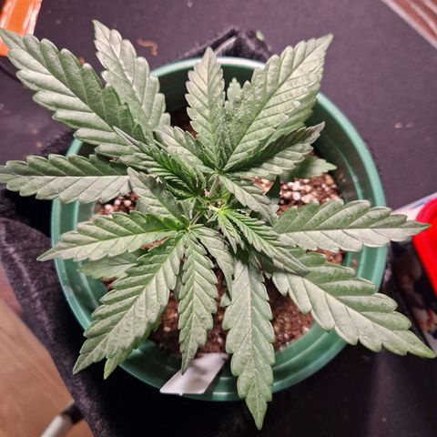 Special Queen #1 growlog timeline photo