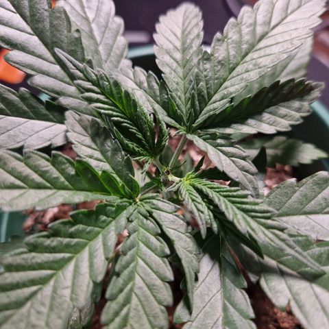 Special Queen #1 growlog timeline photo