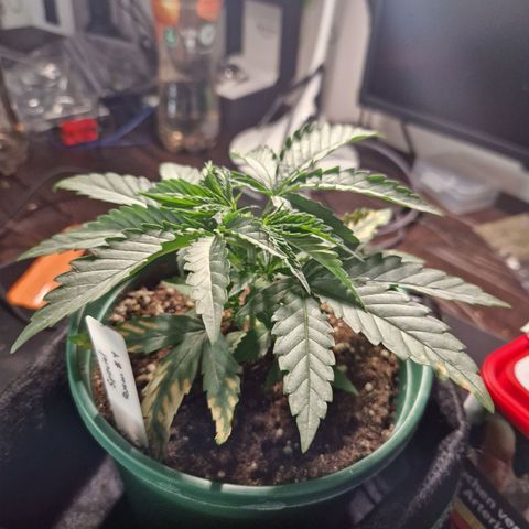 Special Queen #1 growlog timeline photo