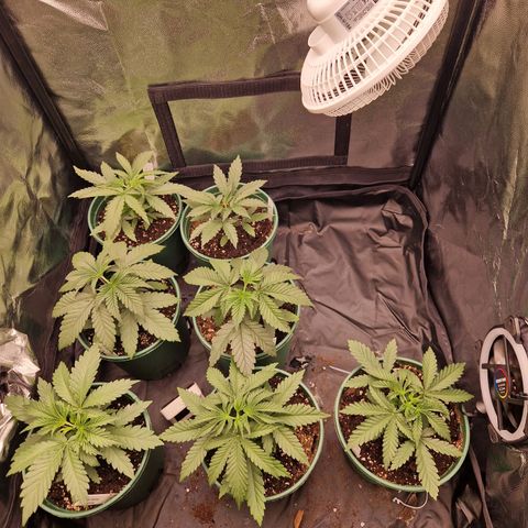 Cookies Gelato growlog timeline photo
