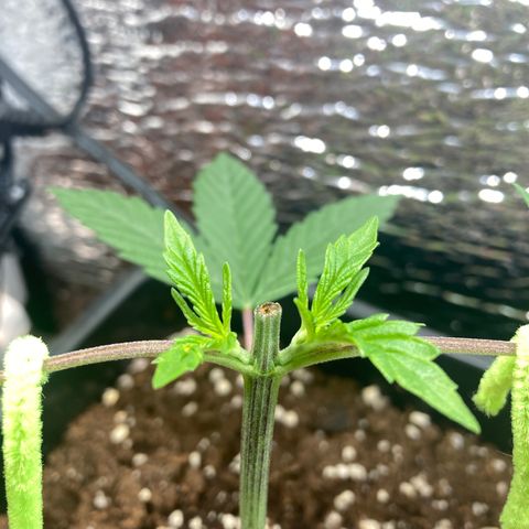 Limón  growlog timeline photo