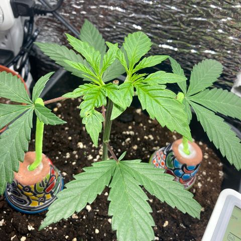 Limón  growlog timeline photo