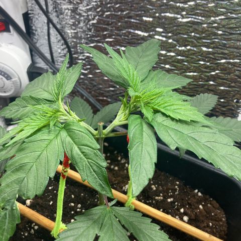 Limón  growlog timeline photo