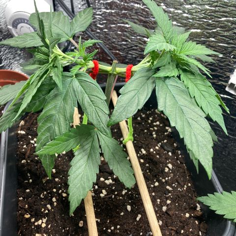 Limón  growlog timeline photo