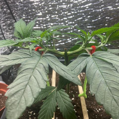 Limón  growlog timeline photo