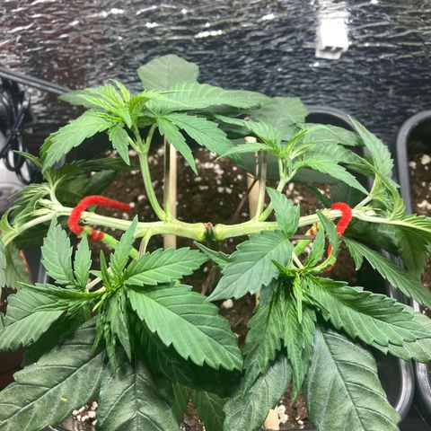 Limón  growlog timeline photo