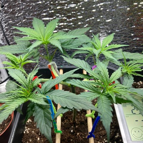 Limón  growlog timeline photo