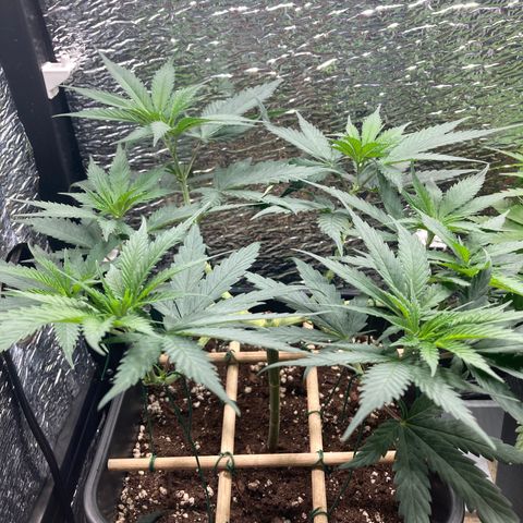 Limón  growlog timeline photo