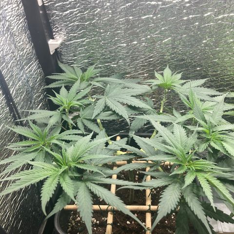 Limón  growlog timeline photo