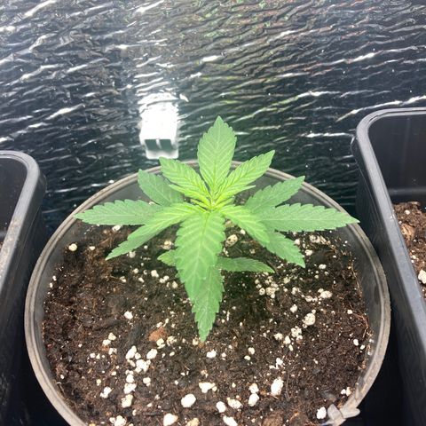 Mr Cheese 🧀 growlog timeline photo