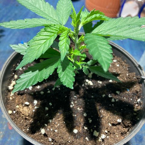 Mr Cheese 🧀 growlog timeline photo
