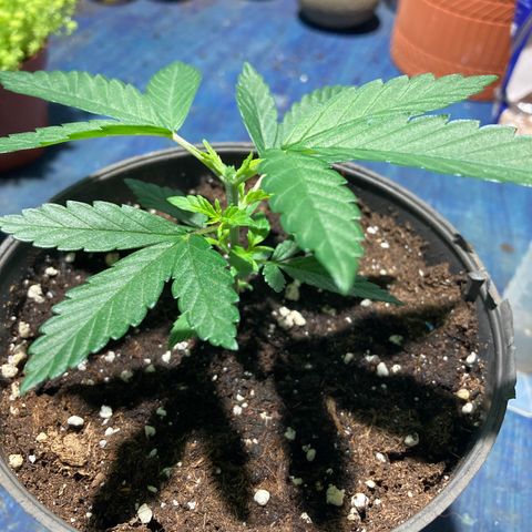 Mr Cheese 🧀 growlog timeline photo
