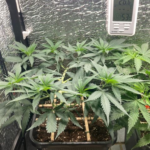 Limón  growlog timeline photo