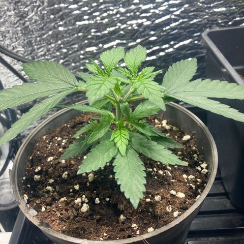 Mr Cheese 🧀 growlog timeline photo