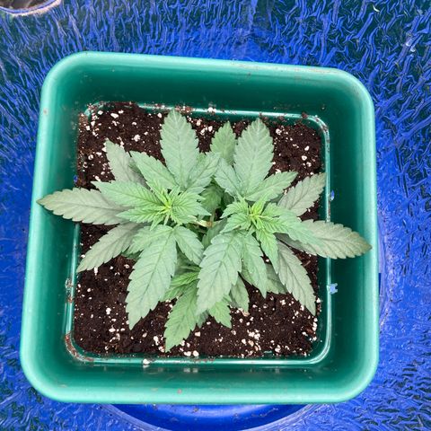 Mr Cheese 🧀 growlog photo: Transplante 