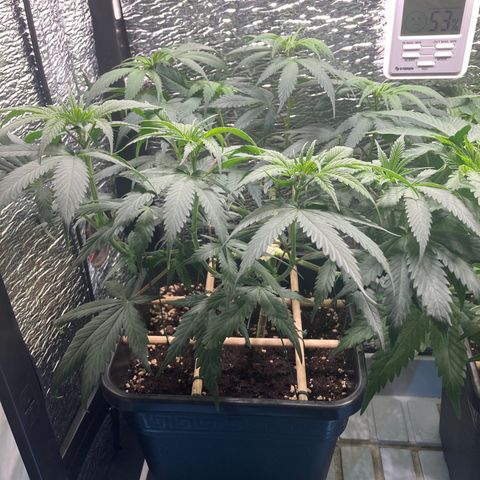 Limón  growlog timeline photo