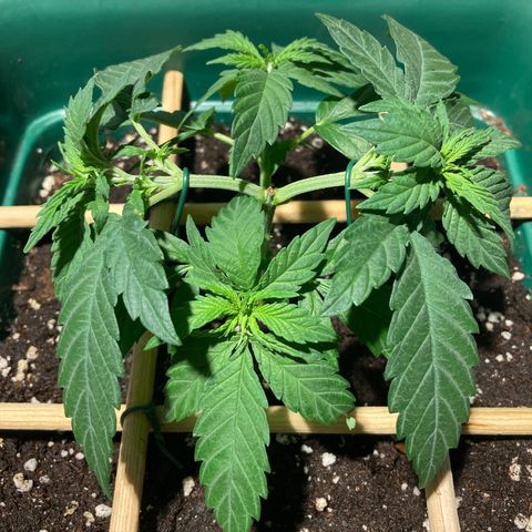 Mr Cheese 🧀 growlog timeline photo