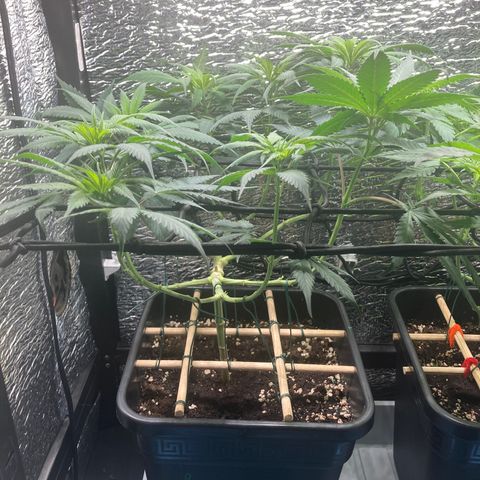 Limón  growlog timeline photo