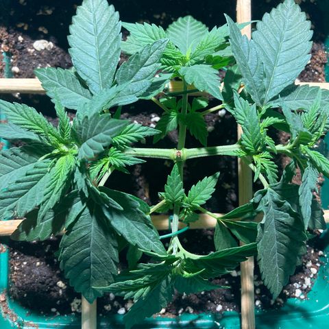 Mr Cheese 🧀 growlog timeline photo