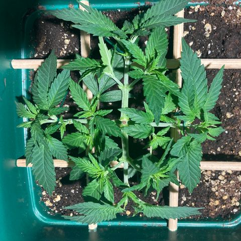Mr Cheese 🧀 growlog timeline photo