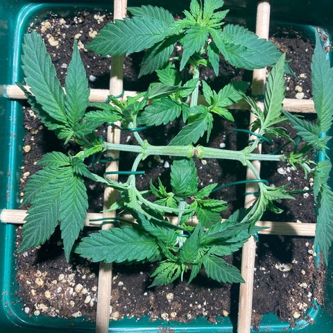 Mr Cheese 🧀 growlog timeline photo