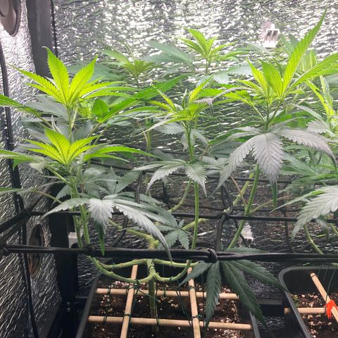 Limón  growlog timeline photo