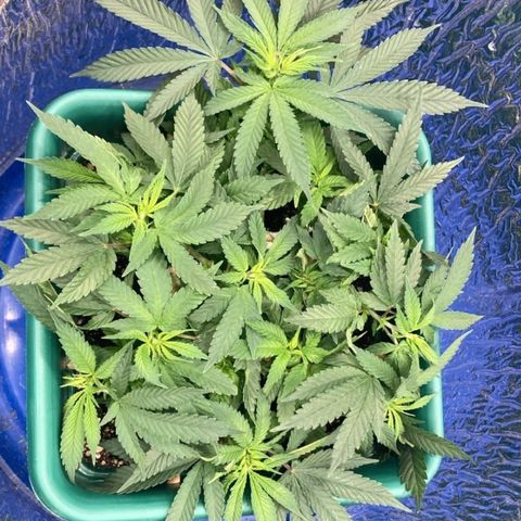Mr Cheese 🧀 growlog timeline photo