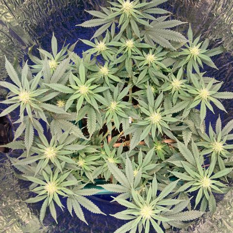 Mr Cheese 🧀 growlog timeline photo