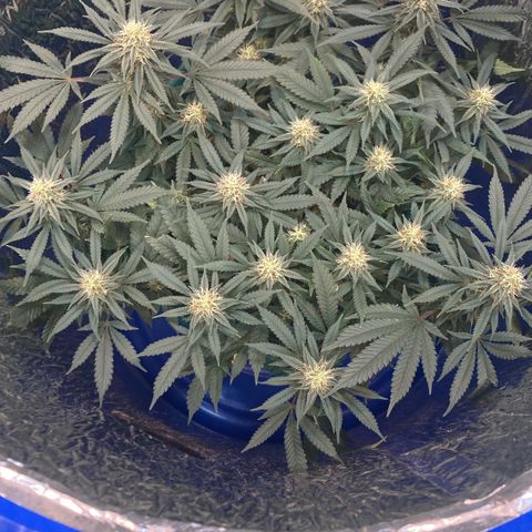 Mr Cheese 🧀 growlog timeline photo