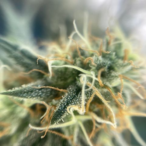 Mr Cheese 🧀 growlog timeline photo