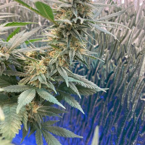 Mr Cheese 🧀 growlog timeline photo