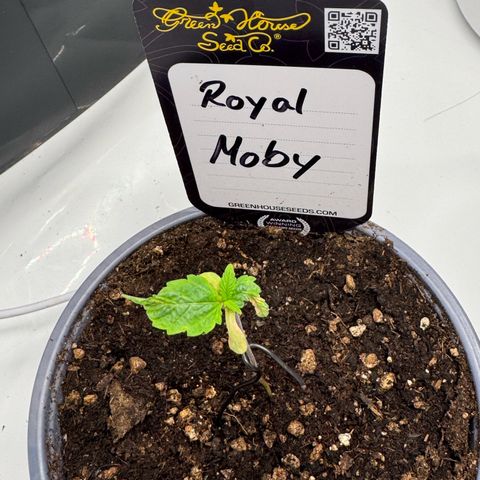 Royal Moby growlog timeline photo