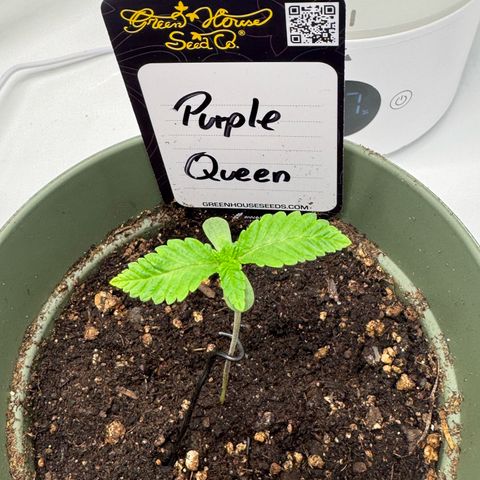 Purple Queen growlog timeline photo