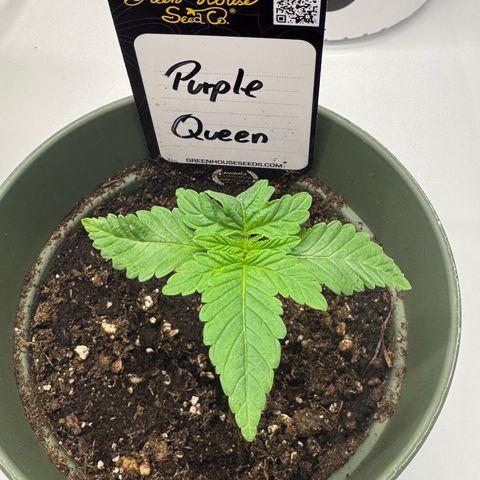 Purple Queen growlog timeline photo