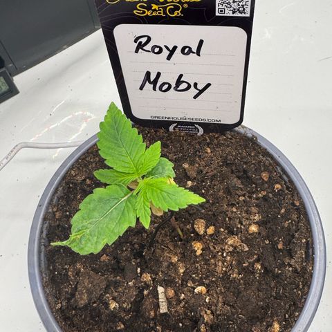 Royal Moby growlog timeline photo