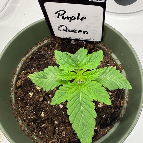 Purple Queen growlog timeline photo