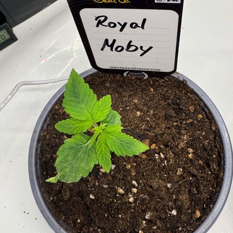 Royal Moby growlog timeline photo