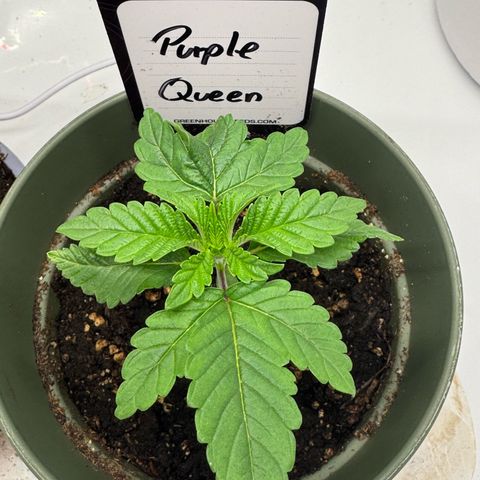 Purple Queen growlog timeline photo
