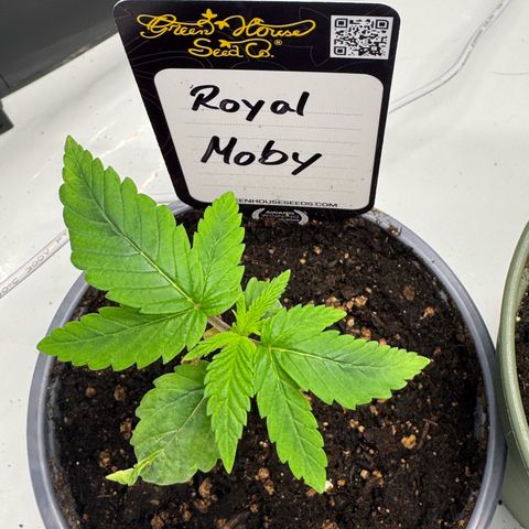 Royal Moby growlog timeline photo