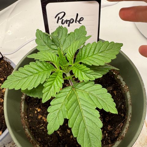 Purple Queen growlog timeline photo