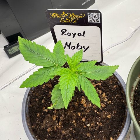 Royal Moby growlog timeline photo