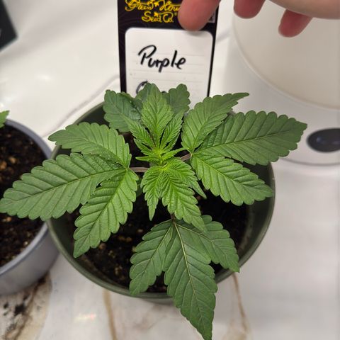 Purple Queen growlog timeline photo