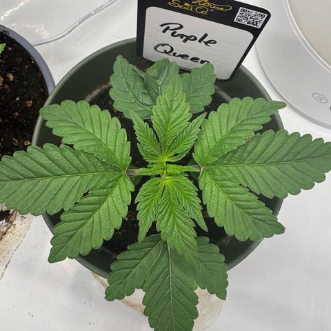 Purple Queen growlog timeline photo