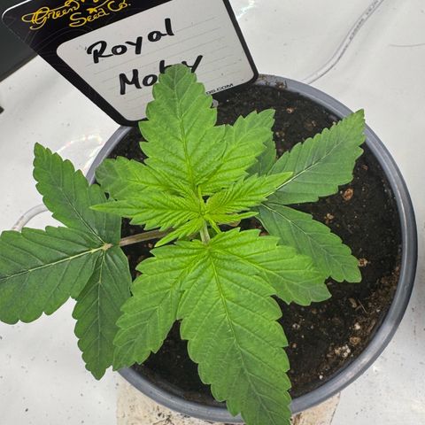 Royal Moby growlog timeline photo