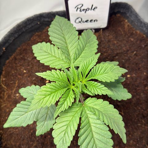 Purple Queen growlog timeline photo