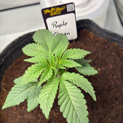 Purple Queen growlog timeline photo