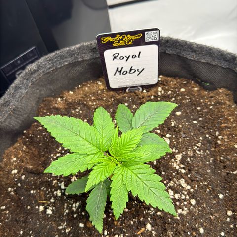 Royal Moby growlog timeline photo
